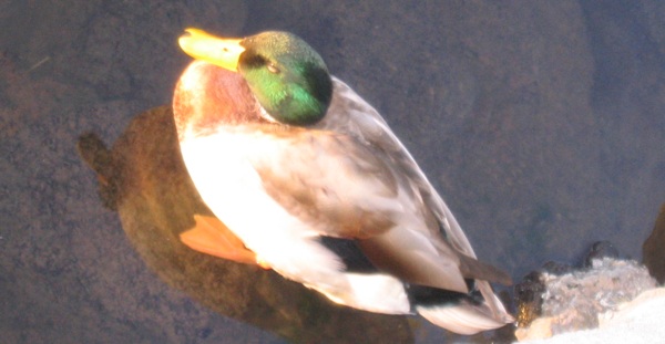 duck